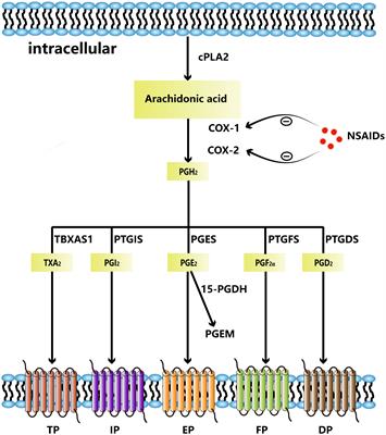 Cyclooxygenase-2-Prostaglandin E2 pathway: A key player in tumor-associated immune cells